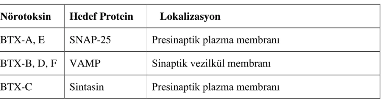 Tablo 2: Botulinum toksin tipleri, etki mekanizmaları  Nörotoksin  Hedef Protein     Lokalizasyon 