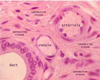 ġekil 6 Küçük arterin (arteriyol) histolojik kesit görüntüsü.  (https://www.pinterest.com/pin/369928556873431439/) 