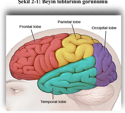 Şekil 2-1: Beyin loblarının görünümü 