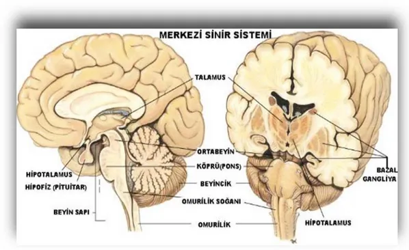 Şekil 2-2: Beynin derin yapıları 