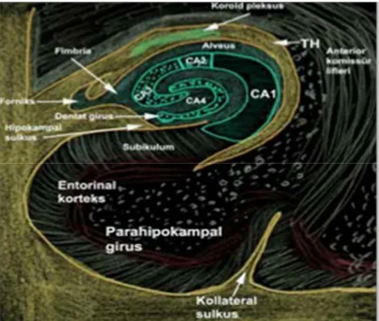 Şekil 2-4: Hipokampusun bölümleri 