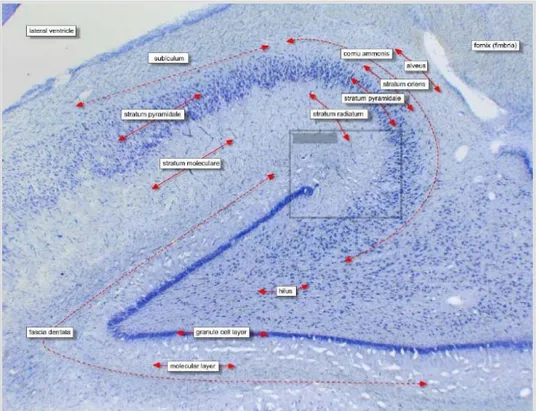 Şekil 2-5: Hipokampus histolojik tabakaları 