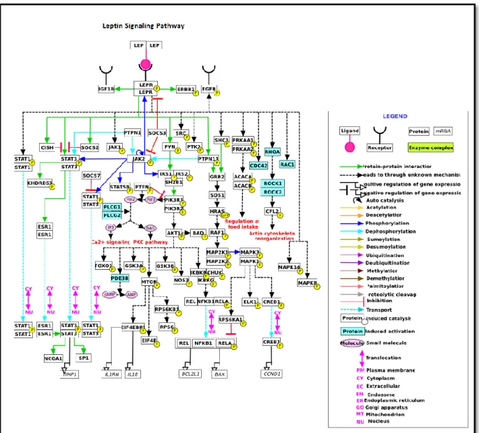 Şekil 2.2: Leptin sinyal yolakları  