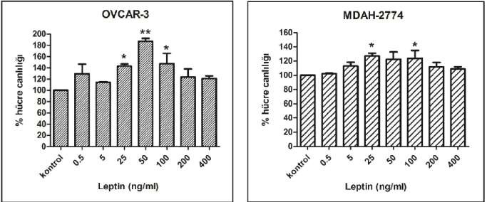 Şekil  4:  OVCAR-3  hücre  hattında  48  saat  serum  açlığı  sonrası  24.  saatte  ve  MDAH-2774  hücre hattında 24 saat serum açlığı sonrası 72