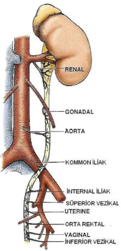 Şekil 2. Üreterin arterleri 