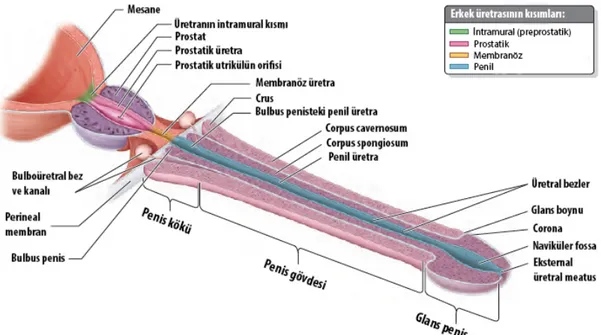 Şekil 3. Erkek üretrası ve ilişkili yapılar. [35]