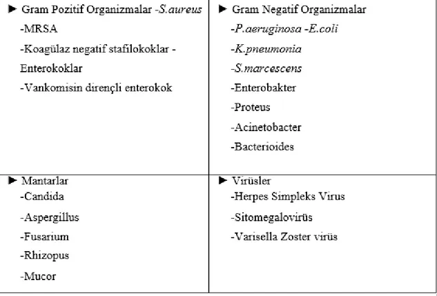 Tablo 6. Enfekte yanık yaralarında sık kolonize olan mikroorganizmalar(70). 