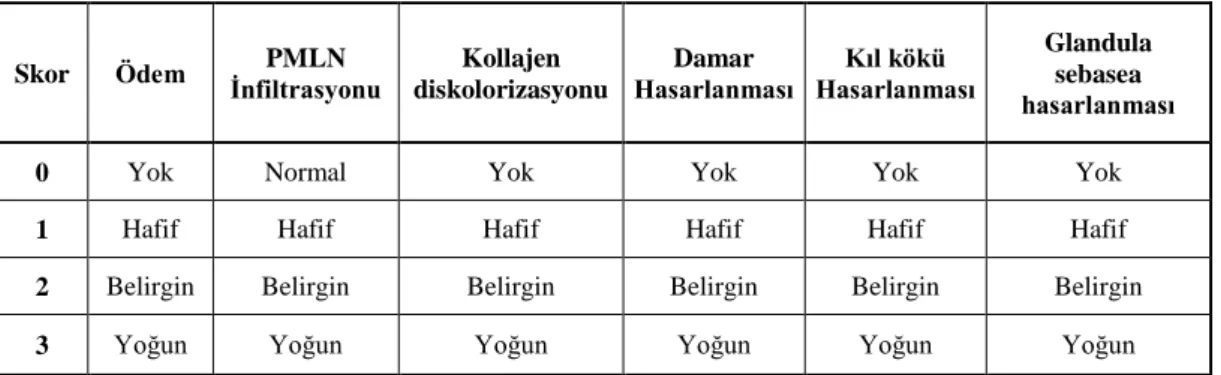 Tablo 7. Histopatolojik skorlama 