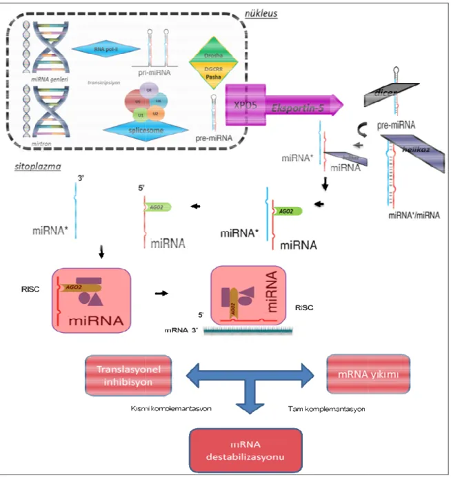 Şekil 5 : miRNA’ların biyogenezi 