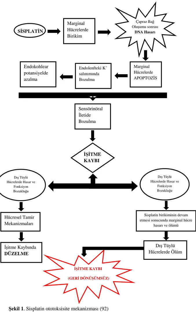 Şekil 1. Sisplatin ototoksisite mekanizması (92) 