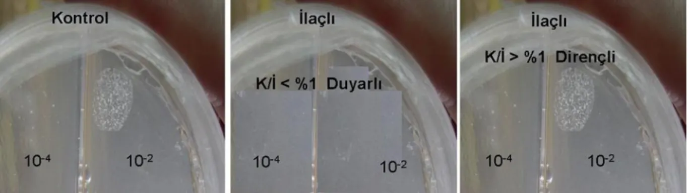 Şekil 10. 7H10 agar proporsiyon yöntemi ile yapılan duyarlılık testinin değerlendirilmesi 