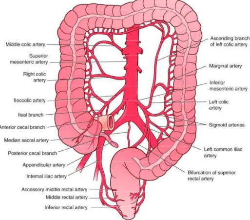 Şekil 3. Kolonun Arteryel Sistemi 