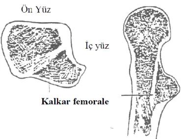 ġekil 4: Kalkar femorale (11). 