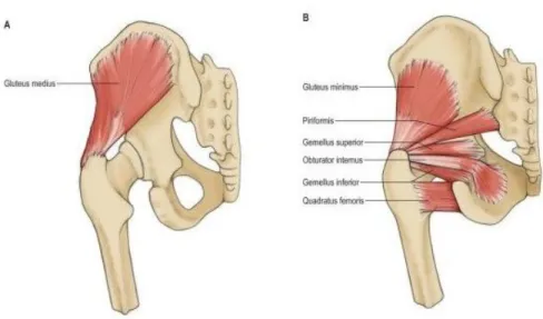 ġekil 8: Kalça dorsal kasları (18). 