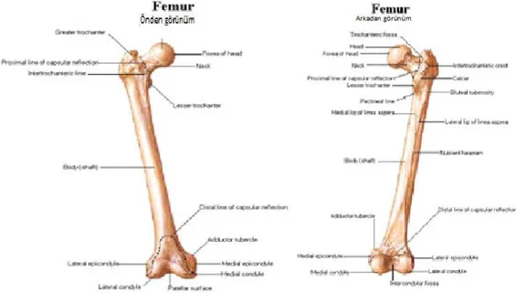 ġekil 1a: Femur önden görünüm                                ġekil 1b: Femur arkadan  görünüm (16) 