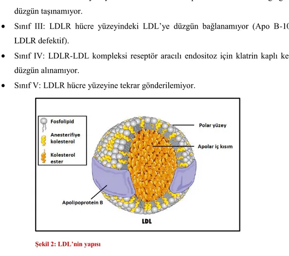 Şekil  3: LDLR’in hepatosit içi döngüsü:   Endoplazmik retikulum ve golgi  tarafından paketlenerek hücre yüzeyine gönderilen LDL reseptörleri periferal  kandan LDL partiküllerine tutunur ve reseptör aracılı endositoz ile hücre içine  geri alınır
