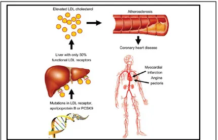 Şekil 4: Familyal Hiperkolesterolemi patofizyolojisi 