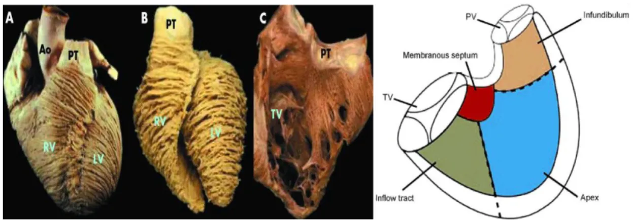 ġekil 3. Sağ ventrikül anatomik bölümleri ve yapısı.  (A) Normal bir kalpte subepikardiyumda  sirkumfer nsiyel miyofi ril d   l m  g sterilmekte