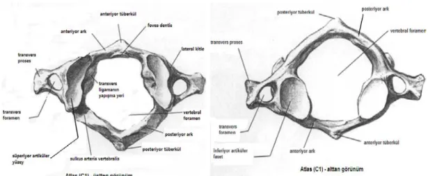 Şekil 2.2. C1 vertebra (atlas). Üstten (sol) ve alttan (sağ) görünümü 