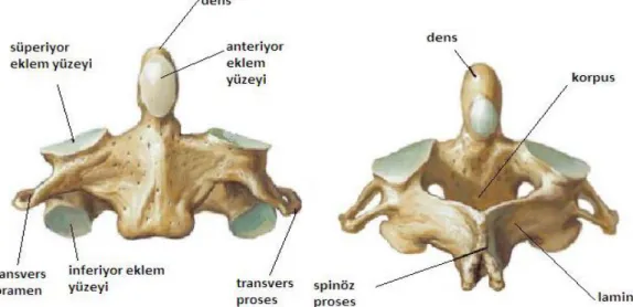 Şekil 2.3. C2 vertebra (aksis). Önden (sol) ve arkadan (sağ) görünümü 