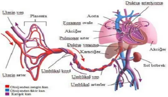 Şekil 1. Fetal kan dolaşımı gösterimi (33 no'lu kaynaktan alınmıştır) . 