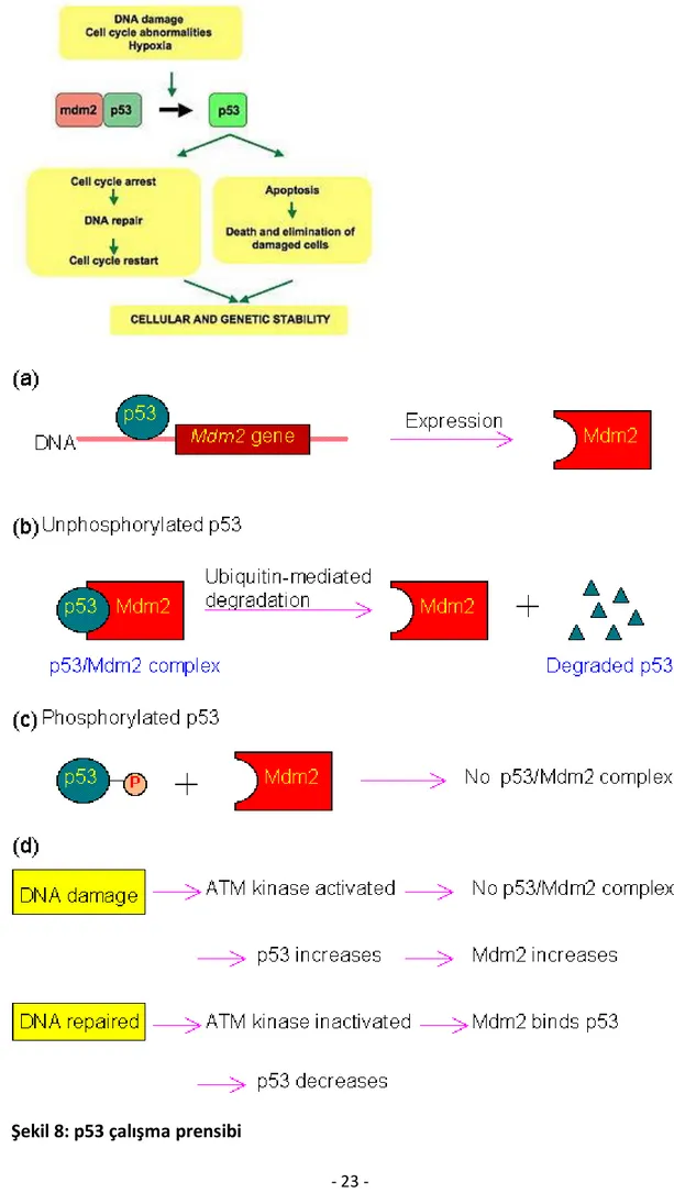 Şekil 8: p53 çalışma prensibi 