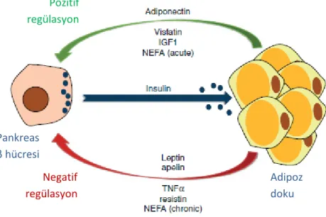 Şekil 1.Adipoz doku ve pankreas β hücreleri arasındaki ''adipo-insüliner aks''.  IGF1: insülin  büyüme faktörü 1, NEFA: non-esterifiye yağ asidi, TNFα: tümör nekroz faktör α (6).