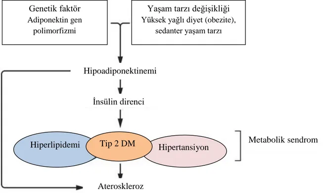 Şekil 2.İnsülin direnci, metabolik sendrom ve aterosklerozda adiponektin hipotezi (3)