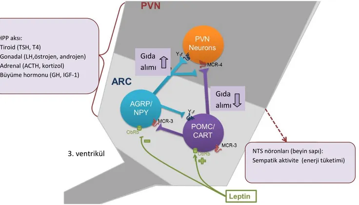 Şekil  3.  Leptinin  iştah  ve  enerji  tüketimi  üzerindeki  etkileri.  PVN:  paraventriküler  nöron,  ARC:  arkuat  nukleus,  NTS:  soliter  trakt  nukleusu,  HPP  aks:  hipotalamus-  pitüiter-  periferik  aks,  AGRP:  agouti-related  peptide,  NPY:  neu