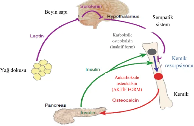 Şekil 9. Osteokalsinin regülasyonunda insülin ve leptinin rolü (9). Yağ dokusu Beyin sapı  Sempatik sistem  Kemik  rezorpsiyonu Ankarboksile osteokalsin (AKTİF FORM) Karboksile osteokalsin (inaktif form) Kemik 