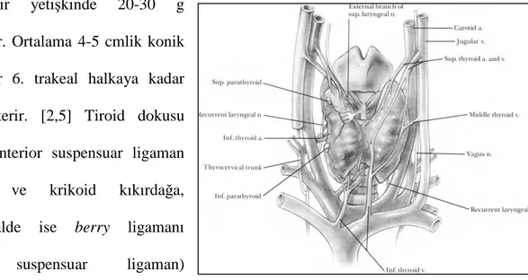 Şekil 1: Tiroid bezi anatomisi 