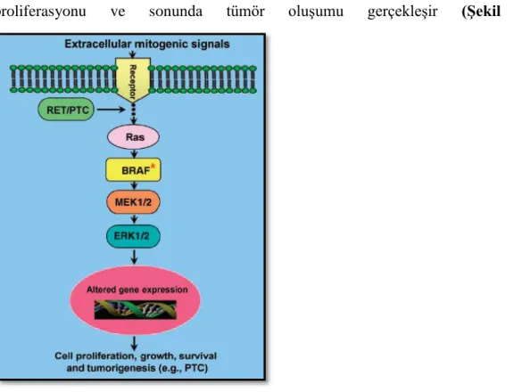 Şekil 1: Tümör oluşumunda MAP Kinaz yolağı (33) 