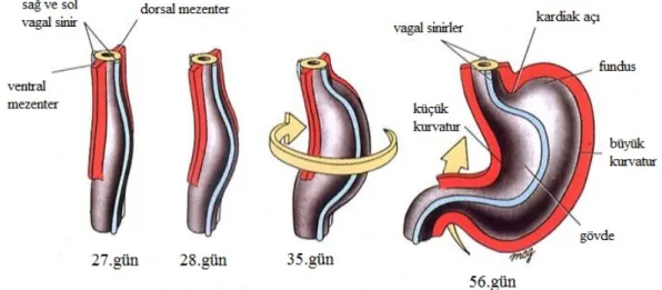 Şekil 3.3. Midenin Rotasyonu 
