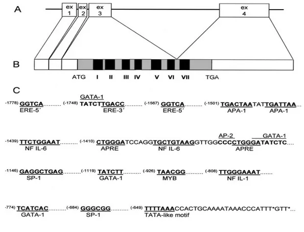 Şekil  4.  Transkrispsiyon  faktörleri  için  görüş  birliği  oluşturulan  sekansların  lokalizasyonu  dahil  İnsan  Oksitosin Reseptör gen yapısı  (Gimpl  &amp;  Fahrenholz, 2001)