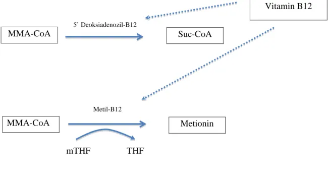 Şekil 6 : B12 vitaminin biyokimyasal yolağı (82) ( Metilmalonil CoA’nın (MMA-CoA)  süksinil CoA’ya (Suc-CoA) dönüşümü ve homosisteinin ( Hcy ) metiyonine dönüşümünde  kofaktör rolü ( mTHF; metil tetrahidrofolat, THF; tetrahidrofolat )