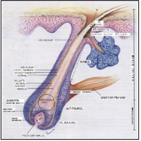 Şekil 2.1. Pilosebase birim anatomisi (23) 