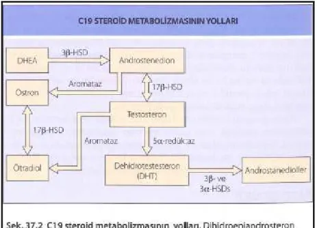 Şekil 2.3. Androjen metabolizması yolağı (11) 