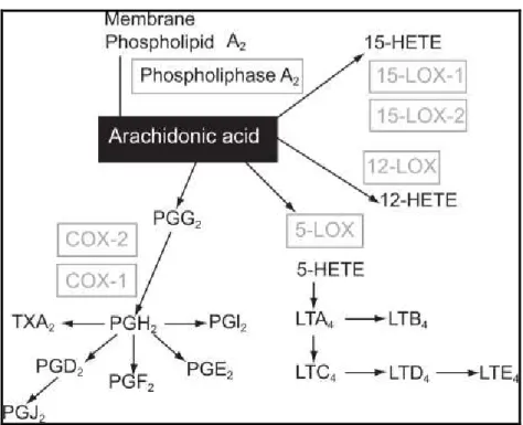 Şekil 2.4. Araşidonik asit metabolizması (166) 
