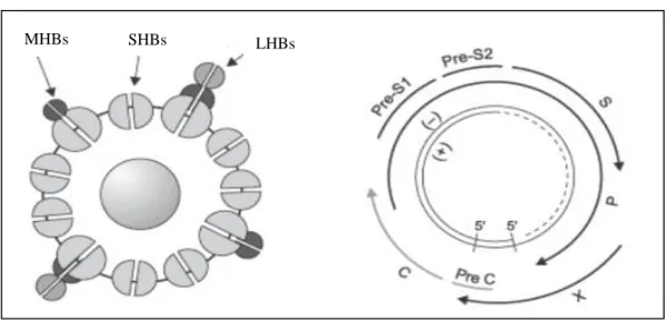 Şekil 3. HBV’nin genomik yapısı ve yüzey proteinleri 