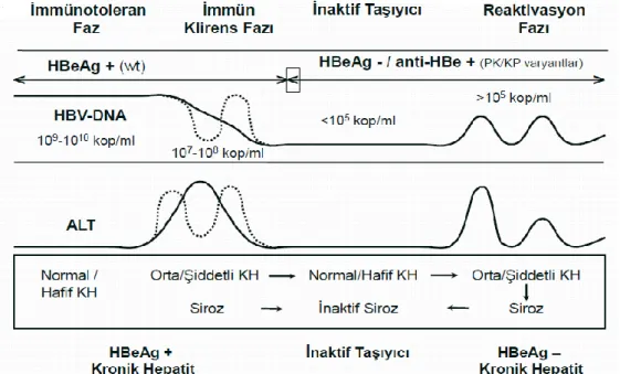 Şekil 9. Kronik HBV enfeksiyonunun doğal seyri 