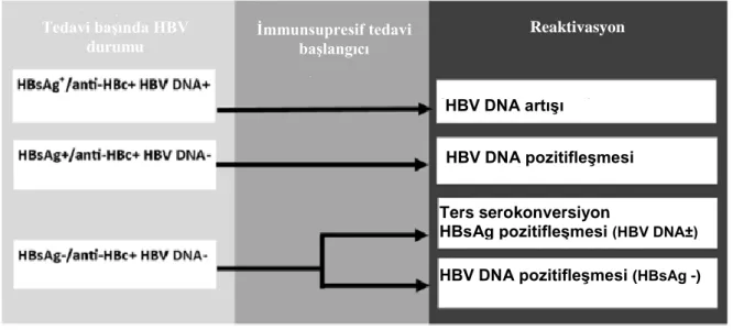 Şekil 10. HBV reaktivasyon çeşitleri 