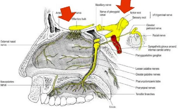 Şekil 2.1. Nazal kavitenin innervasyonu. 