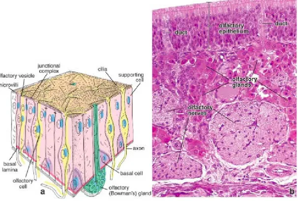 Şekil 2.2. Olfaktör hücreler 