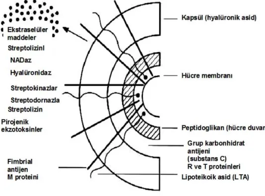 Şekil 2: S.pyogenes’in hücre yüzey yapısı ve virulansta etkili ürünler  29   