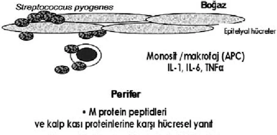 Şekil  3:  S.pyogenes’le  oluşan  boğaz  enfeksiyonu  kalp  lezyonlarına  yol  açtığı  bilinen  hücresel olaylar 