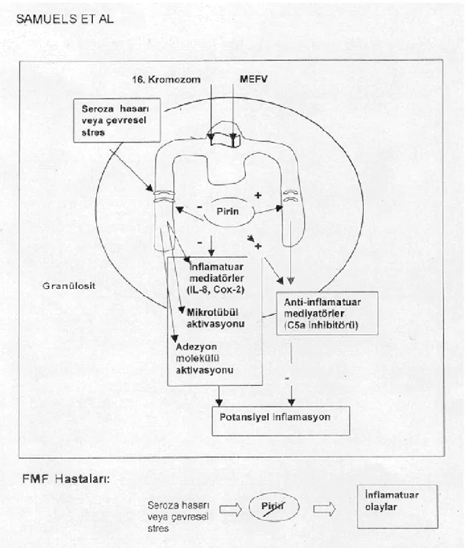 Şekil 4: FMF Patofizyolojisi 97