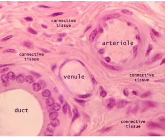 Şekil 3: Küçük arterin (arteriyol) histolojik kesit görüntüsü 