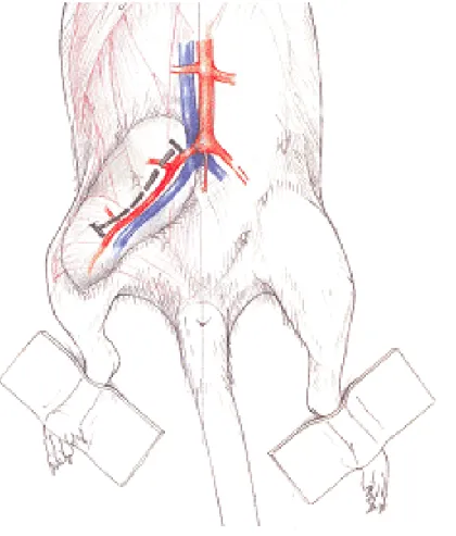 Şekil 10: Sıçan femoral arter ve veninin anatomik şeması. 