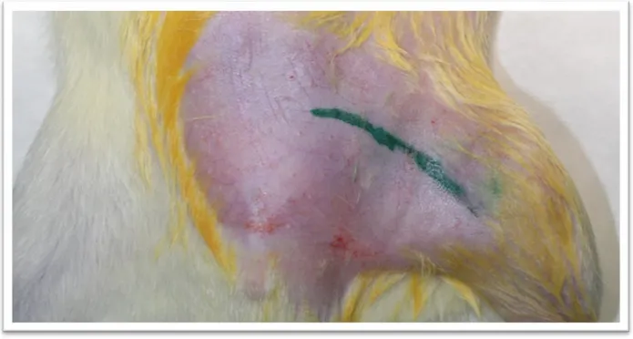Şekil 13: Sol femoral bölgenin traşlandıktan sonraki görüntüsü. İnsizyon hattı femoral 