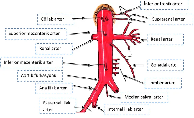 Şekil 3. Abdominal Aort Anatomisi (4) 